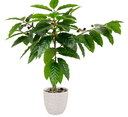 Artificial  Coffee Tree