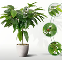 Artificial  Coffee Tree