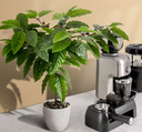 Artificial  Coffee Tree