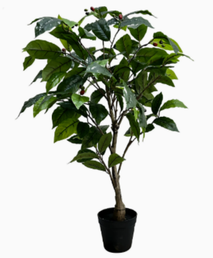 Coffee Tree 90cm